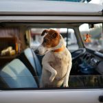 Melhores Carros para Conforto e Segurança de Pets Grandes