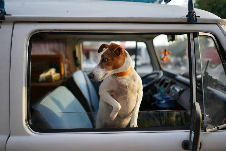 Melhores Carros para Conforto e Segurança de Pets Grandes